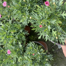 玛格丽特双色杯，各种颜色量大价优成都货源