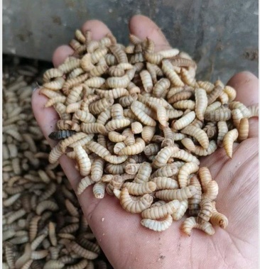 广东黑水虻活虫冰虫加州鲈鱼饲料罗氏虾饲料3000一吨鱼虾