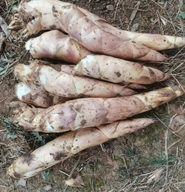 精品春笋象牙笋产地直发中货源充足品质保证