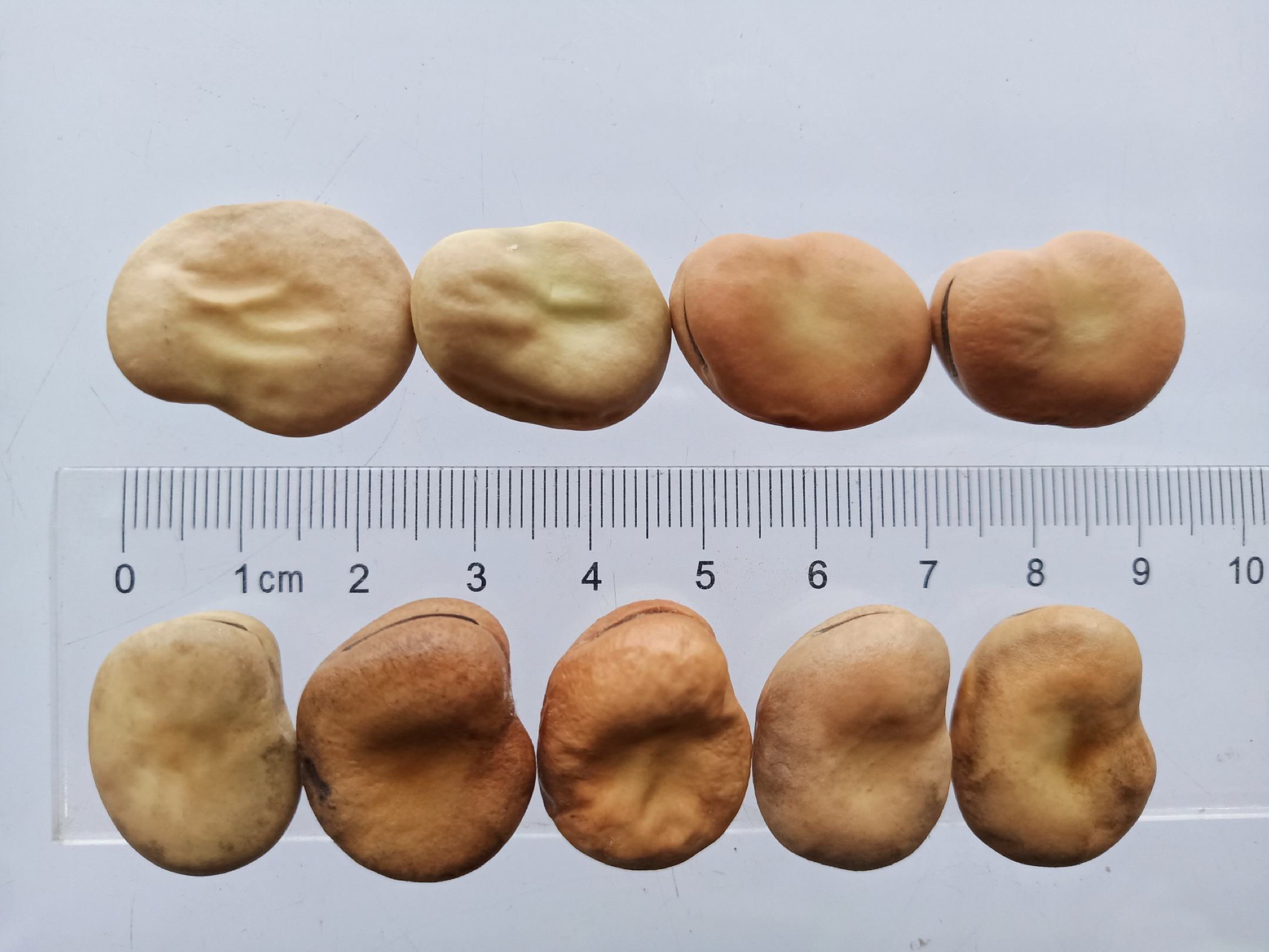 蚕豆与黄豆籽粒对比图