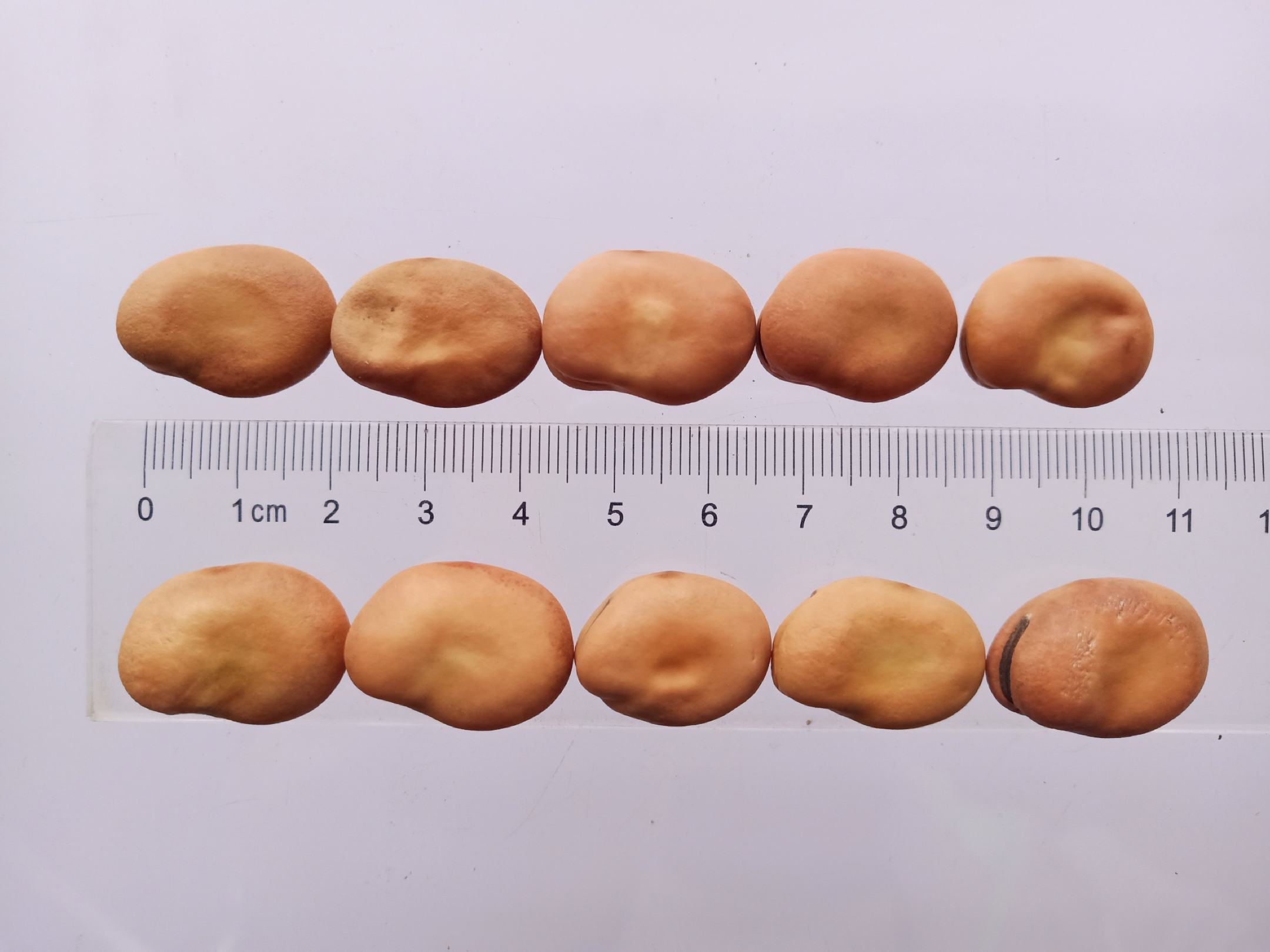 蚕豆不同成熟阶段对比图