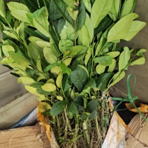 广东香水柠檬嫁接苗