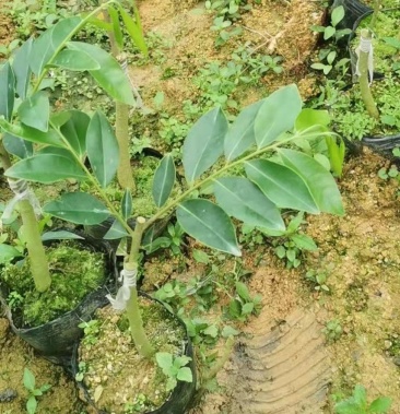 [沉香樹苗批發]春耕時節,正是種植的好時機,優質奇楠沉香苗價格38.