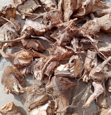 [野牡丹批发]云南野生牡丹根,别名:羊开口 (切断干货)地道药材 无硫