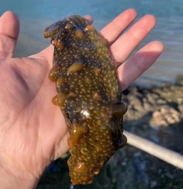 霞浦海参自产自销源头产品