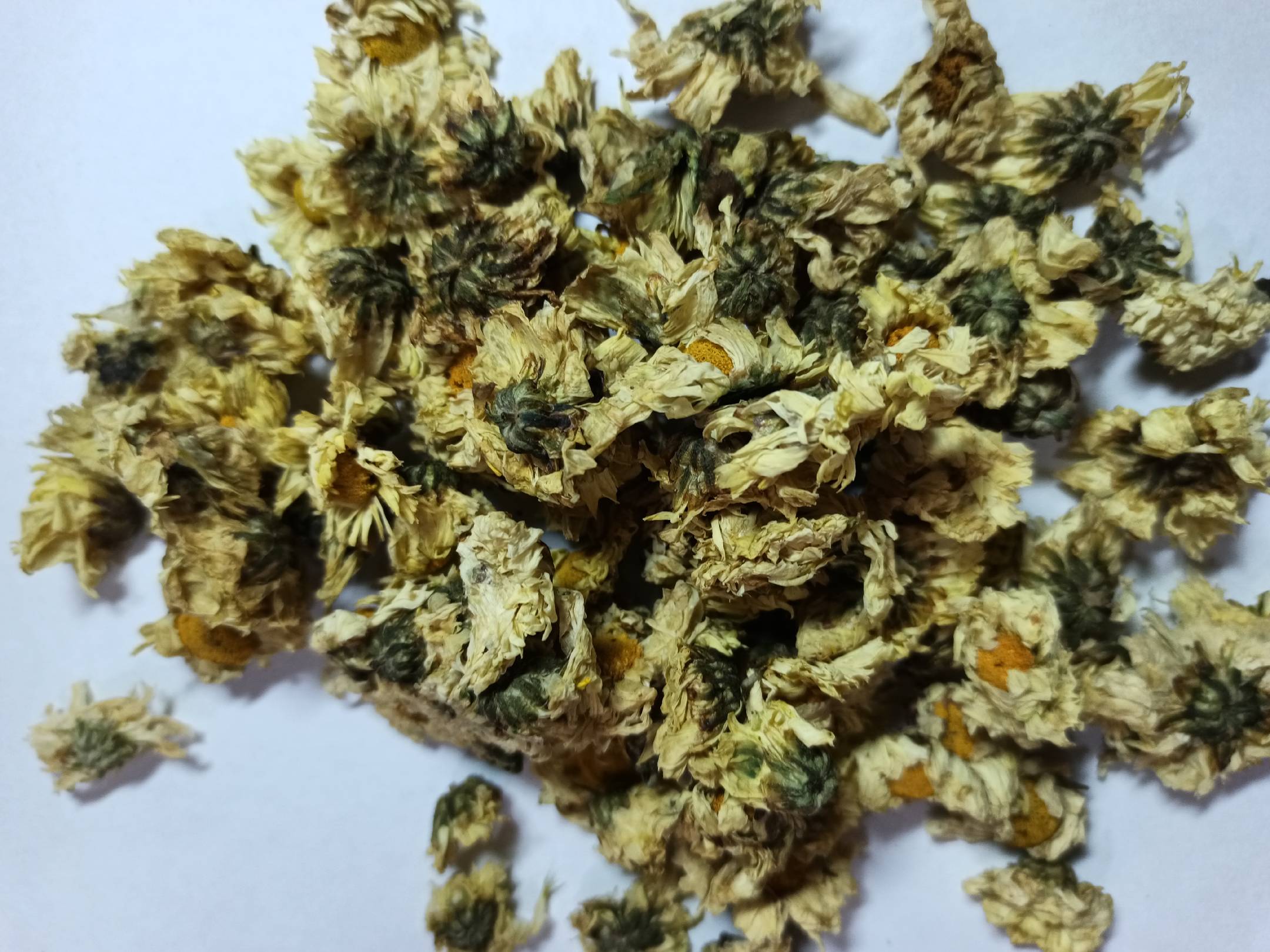 杭白菊小白菊形态图