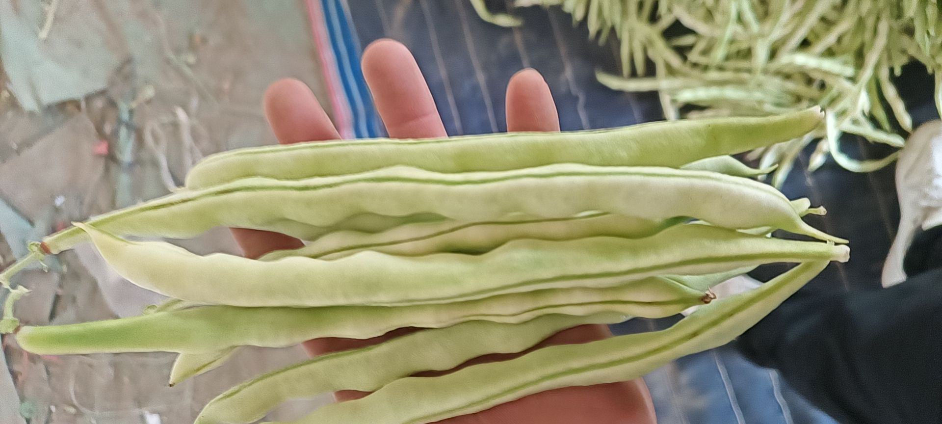 白不老豆角特写