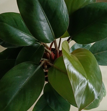 红金钻大叶金钻盆栽绿植盆景净化空气吸甲醛