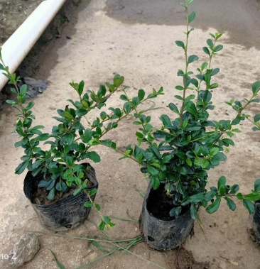 福建茶可做微盆景绿篱绿化收边耐修剪