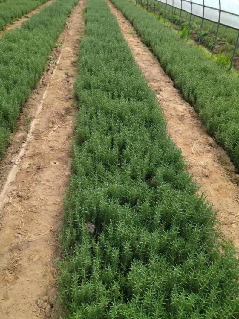 迷迭香幼苗