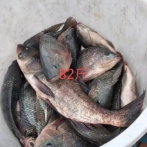 罗非，鲤鱼