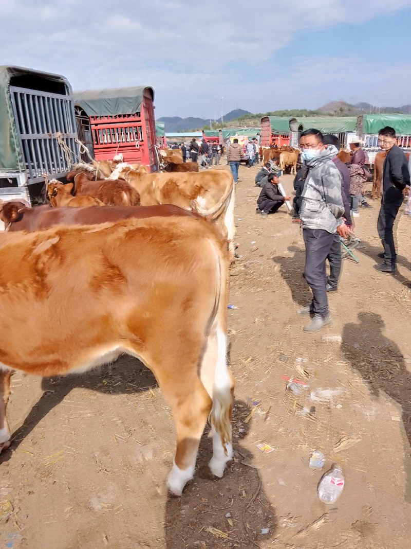 贵州养牛牛犊出售基地图片