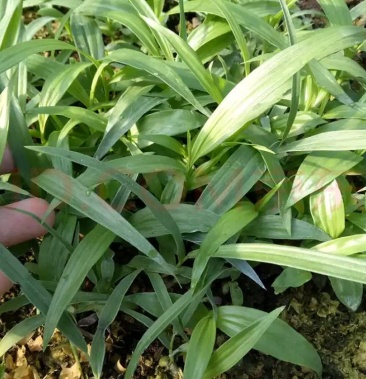 [白芨批发]黄花白芨价格6.00元/斤 - 一亩田