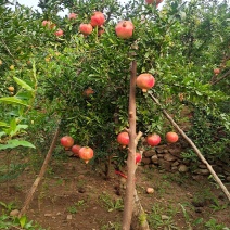 石榴树，品种优、树型好，价格低，自家培植。