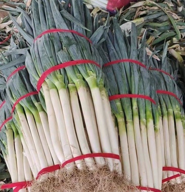 河北邯郸精品大葱颜色新鲜保证质量欢迎各地老板来电