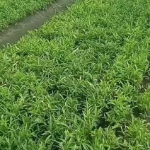 出售自产自销河北保定药都安国优质半夏种苗