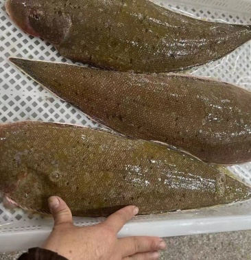 [龙利鱼批发]东山岛细鳞龙利鱼,单体速冻1斤左右/条,小件试样4斤包邮