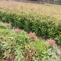 木荷小苗产地直发，大量批发，可视频看货，欢迎采购