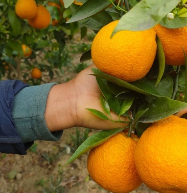 四川省汉源县黄果柑