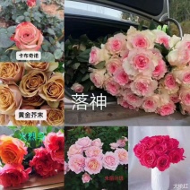 大花多头月季种苗品种多用于园艺工程绿化全国发货
