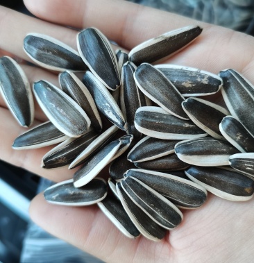 [葵花籽批发]生瓜子/葵花籽原料,三瑞9号/新疆塔城直发/全国各地订货