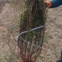 黄刺玫产地大规格黄刺玫批发黄刺玫价格山西丛生黄刺攻