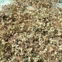 正宗岭北蕨菜干A级品