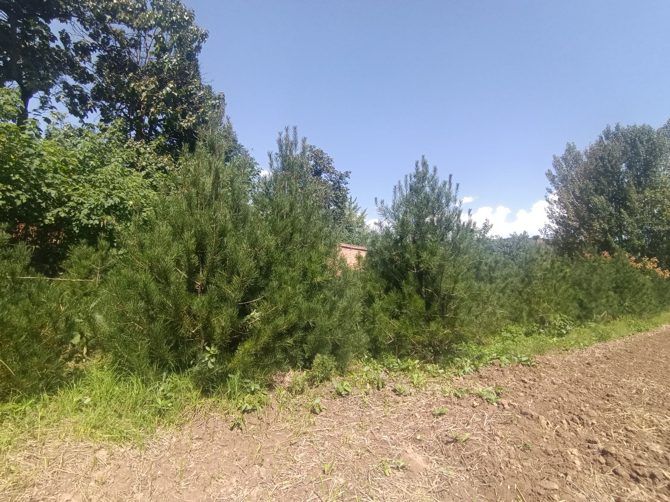 航拍陕西蓝田白皮松基地,展现广阔种植区与自然环境 白皮松种植基地航拍图