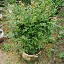 小叶紫薇广佛肇苗木基地直销，批发价格，实惠