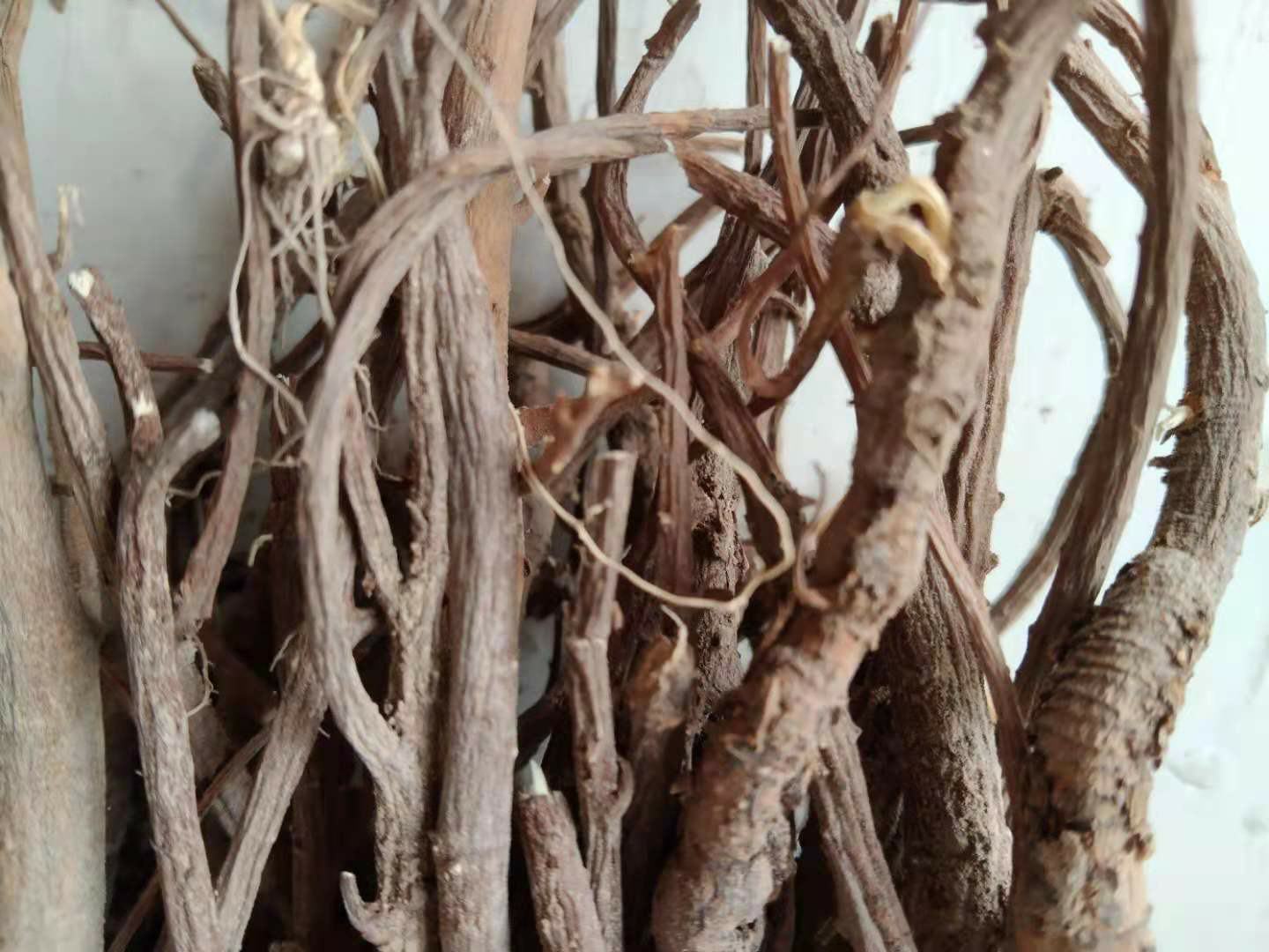 北柴胡植株与干燥药材对比图