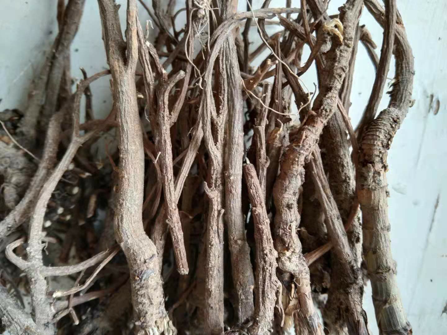 中药师在挑选北柴胡