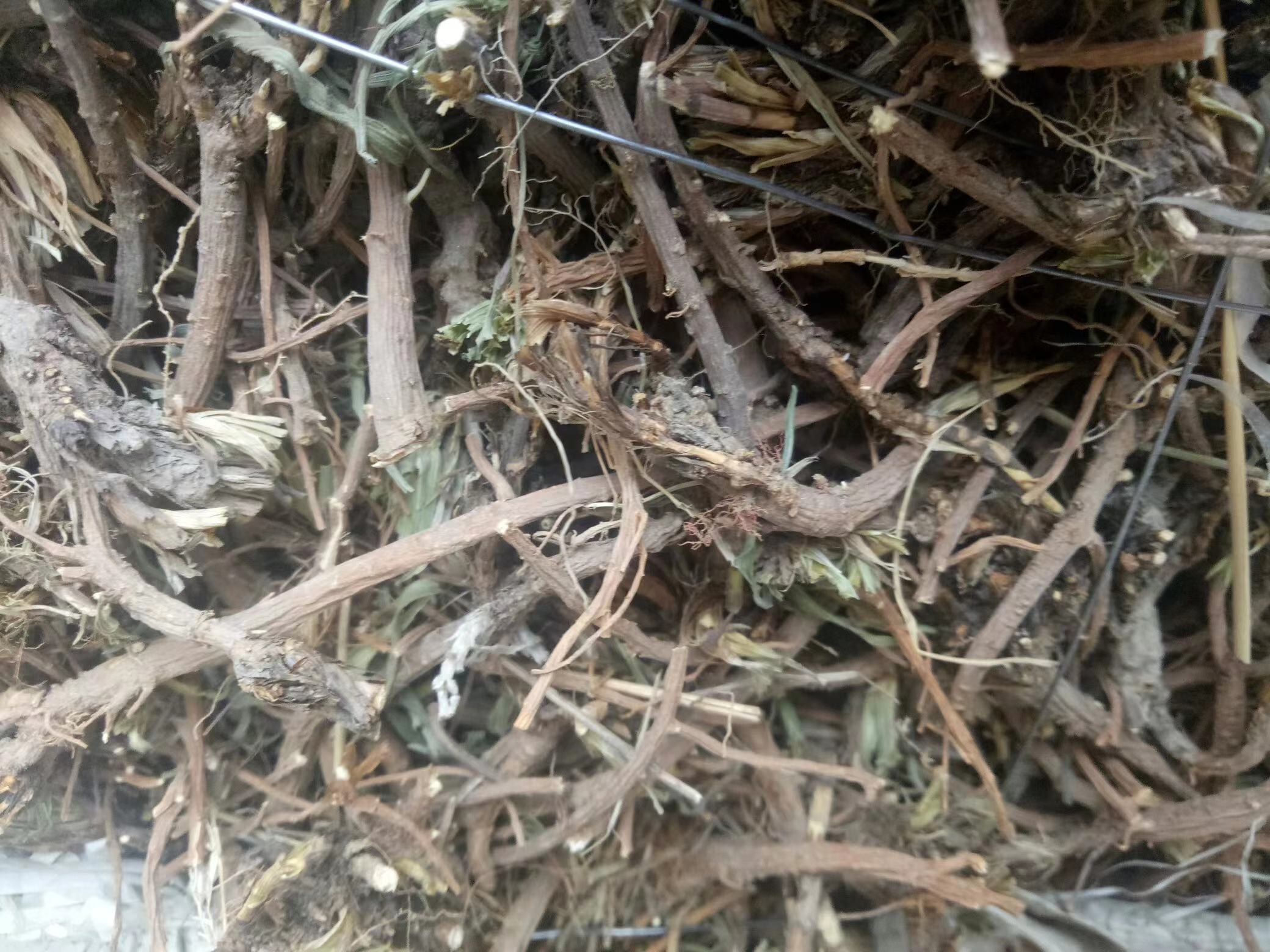 北柴胡植物全貌