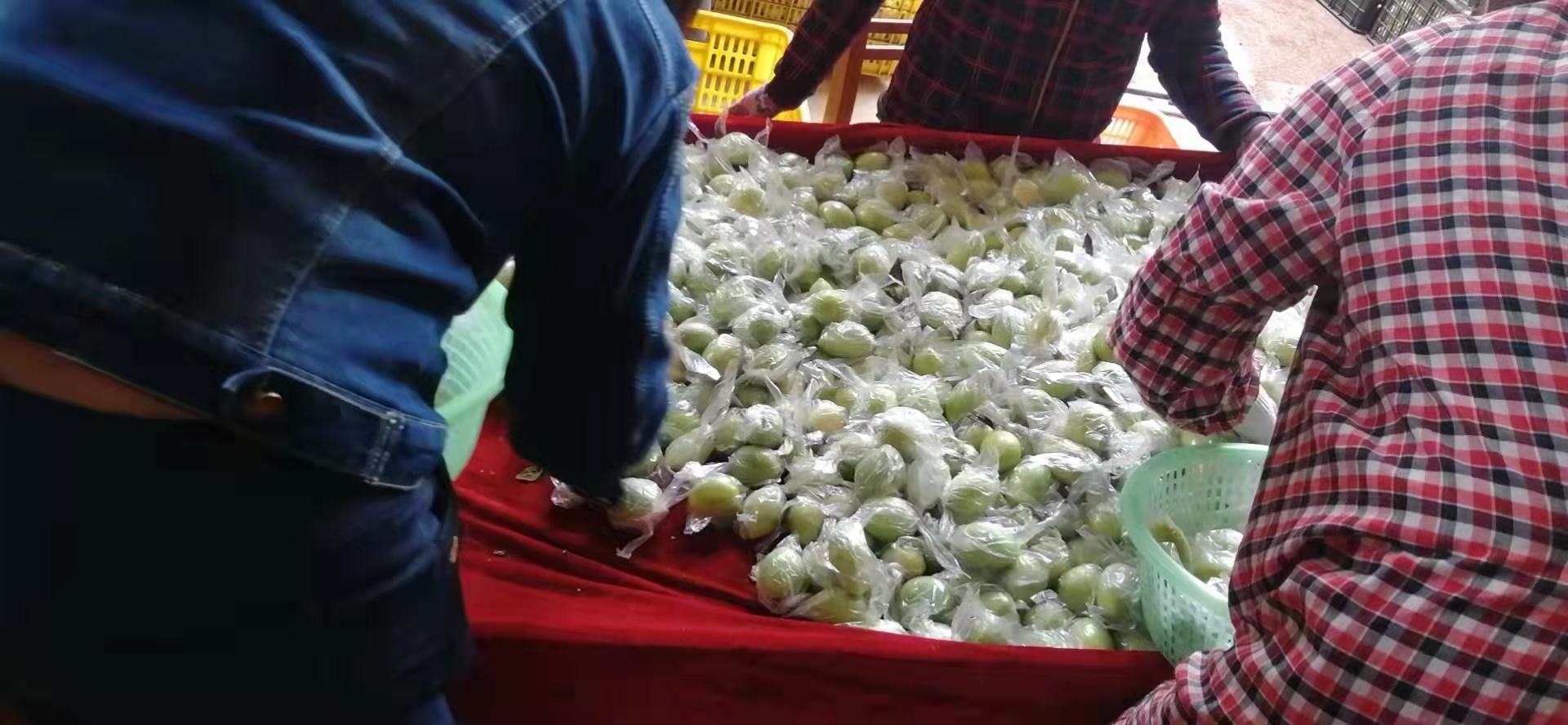 覃斗青枣采摘与包装现场
