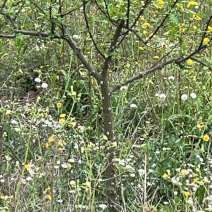 花椒树
