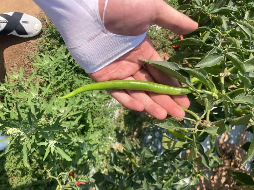 图片说明:展示筋豆与无筋豆在同一画面中的对比,突出外观与质地差异 筋豆与无筋豆对比图