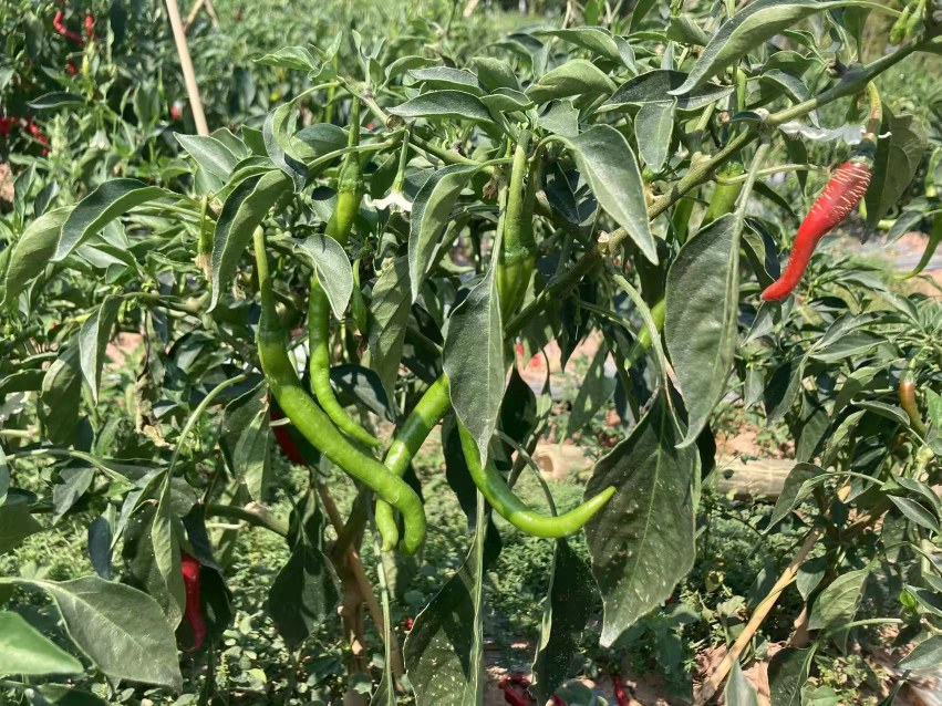 图示:黄淮海平原露天搭架栽培无筋豆夏秋茬,30%遮光率黑色遮阳网覆盖于钢架棚顶,离植株冠层高度约1.1米。网下植株茎蔓健壮,叶片浓绿无灼伤,架面结荚均匀,豆荚长度25–28 cm、粗度1.2–1.4 cm。地面铺设黑色地膜,垄沟可见少量排水孔。背景可见当日气温显示牌:最高温34.2℃,湿度68%。 无筋豆夏秋遮阳网栽培实景图