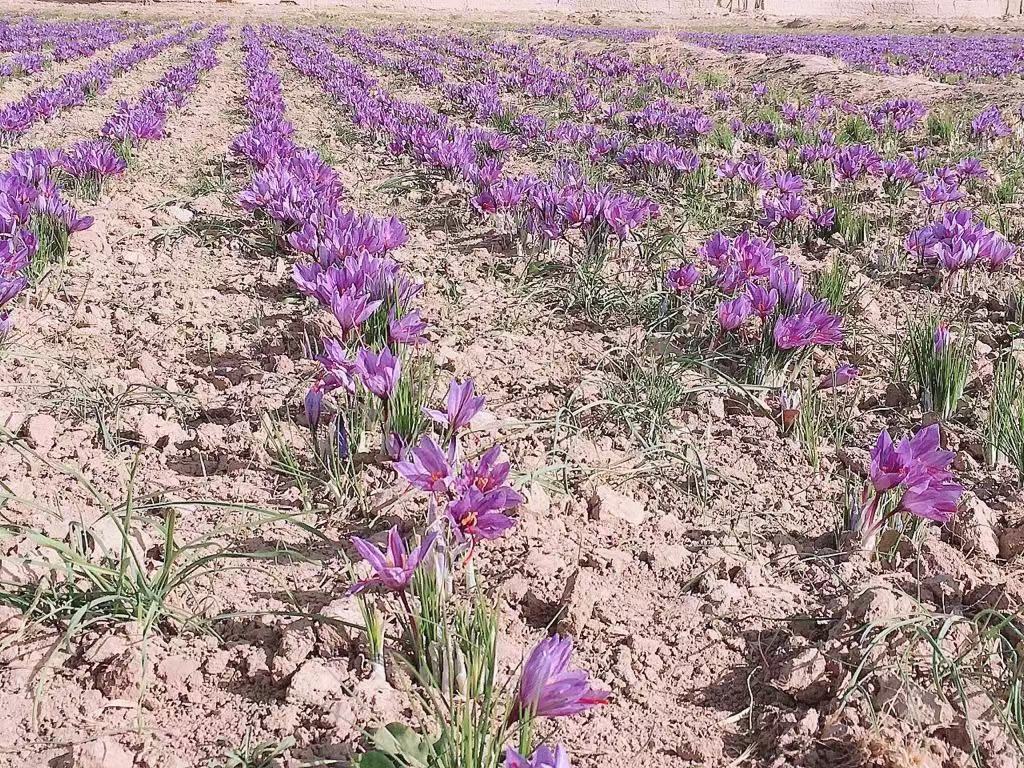 红菜苔田间种植图