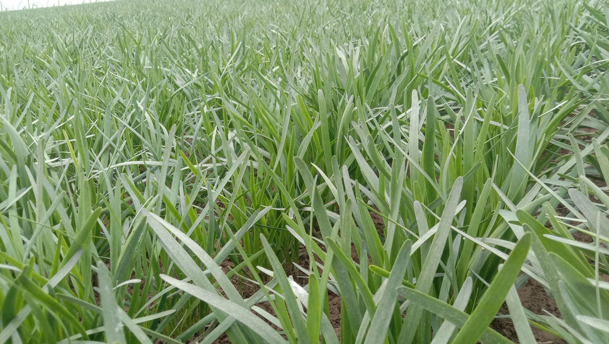 韭菜捣碎外敷示意图