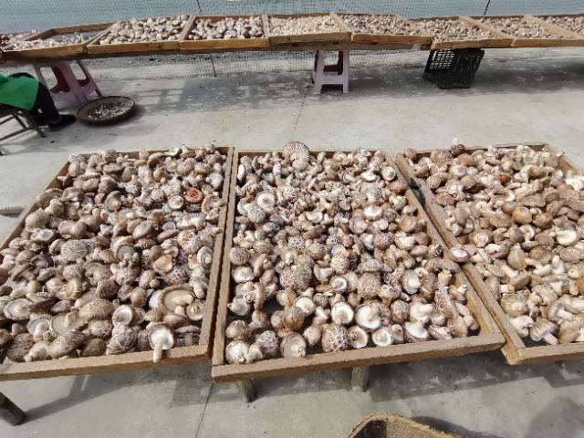 粉葛加工流程图