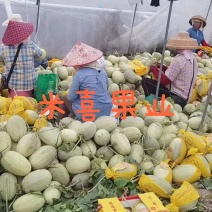 海南哈密瓜供应超市，电商市场，一件代发欢迎客户下单订购。
