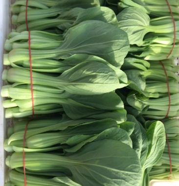 上海地区大量供应菜苔有意者直接电话联系