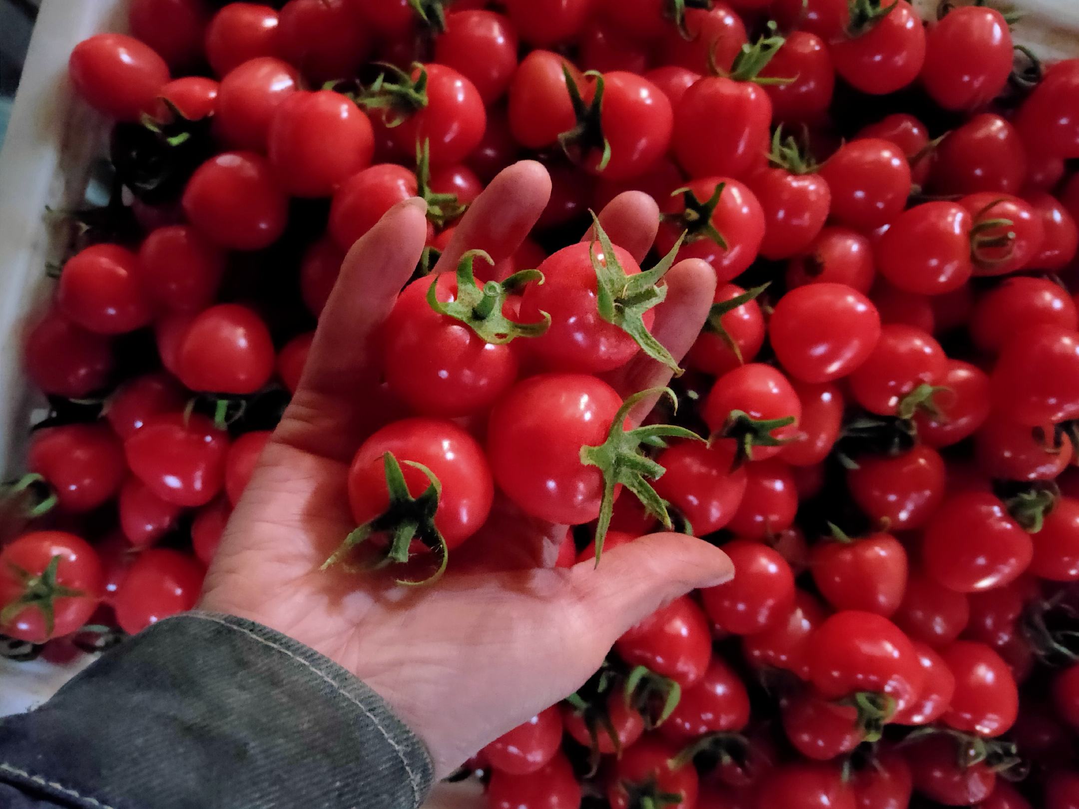 婴幼儿食用圣女果场景图
