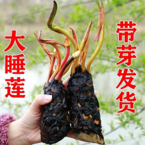 供应池塘睡莲种苗根碗莲种根花色齐全莲花种根种苗当年开花