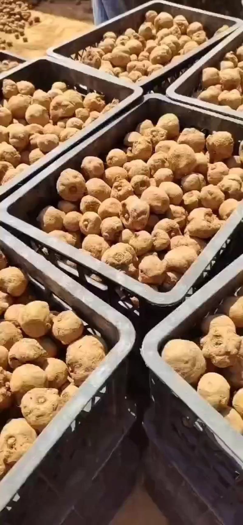 云南曲靖富源县魔芋种子 5