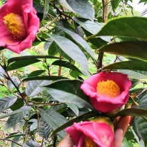 红花油茶苗红花油茶树苗红花油茶袋苗