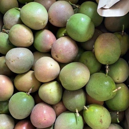 西双版纳台农一号百香果产地行情