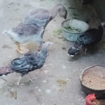 家禽