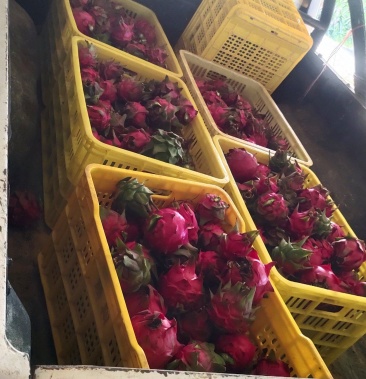 [红心火龙果批发]红心火龙果分拣中 有货出价格4.50元/斤 - 一亩田