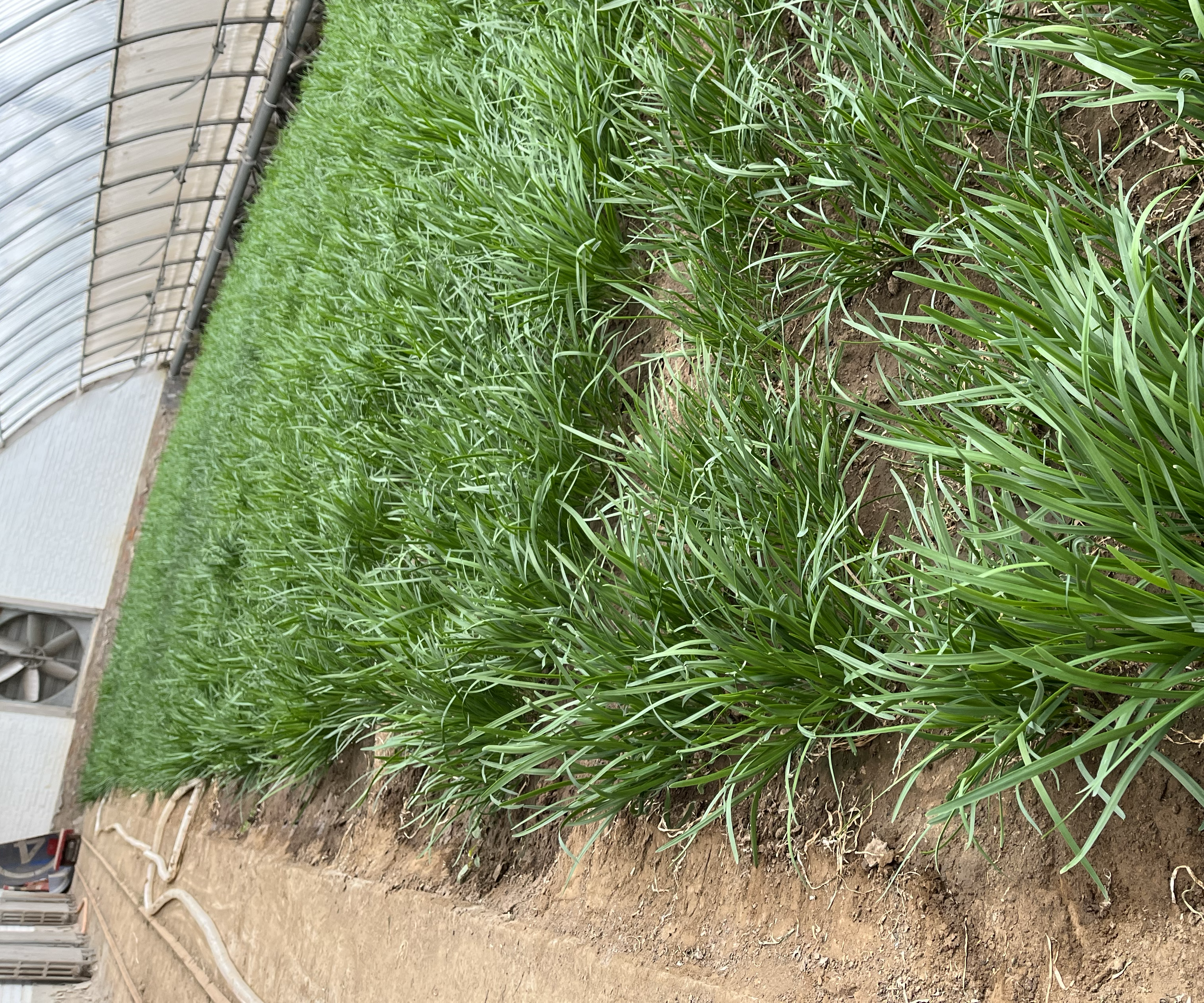 冬季韭菜大棚种植场景