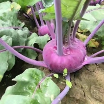紫苤兰种子水果苤蓝种子丕兰球茎苤菜籽春秋季种植水果蔬菜种